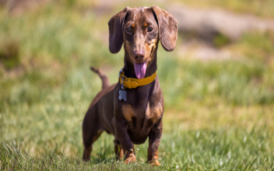 why dachshunds are the worst breed