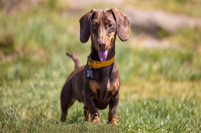 why dachshunds are the worst breed