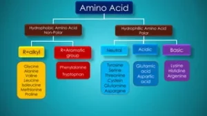 DoctorHub360.com Amino Acids: The Ultimate Guide