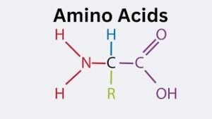 DoctorHub360.com Amino Acids: The Ultimate Guide