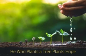 The Benefits of Plant Nurseries Webfreen.com